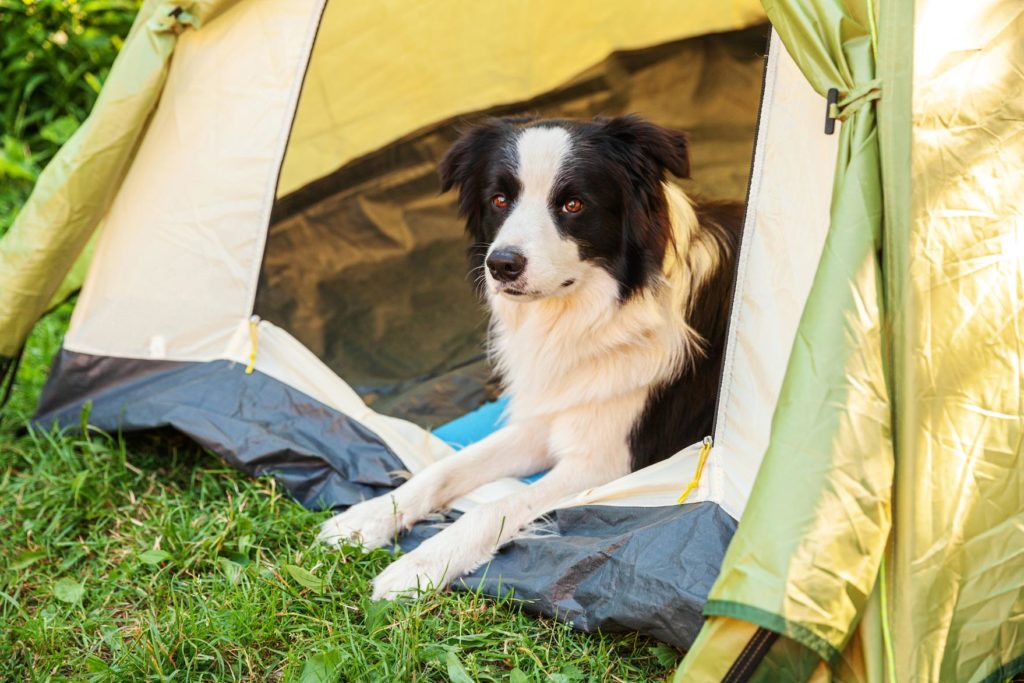 Pies odpoczywający w namiocie na campingu, przygotowany na nocleg na świeżym powietrzu.