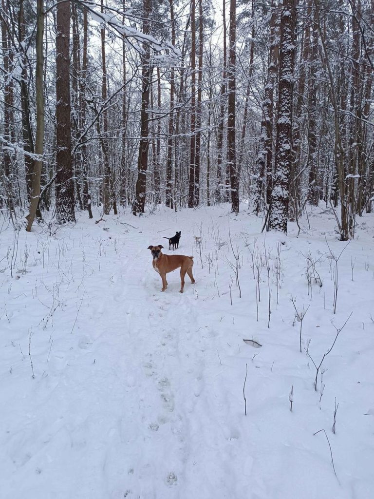 Dwa psy spacerujące po ośnieżonym lesie podczas zimowego campingu, gotowe na kolejne przygody.